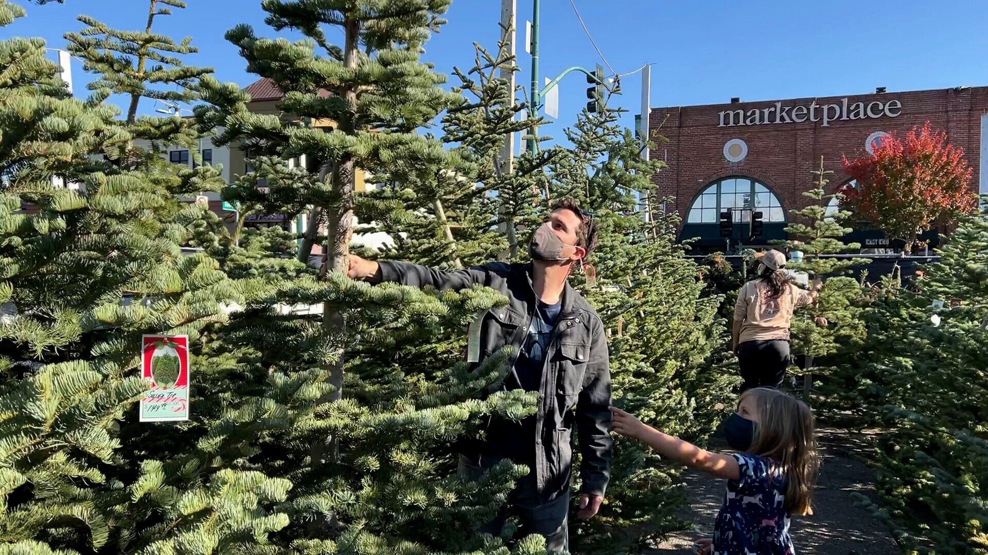Christmas Tree Shortage